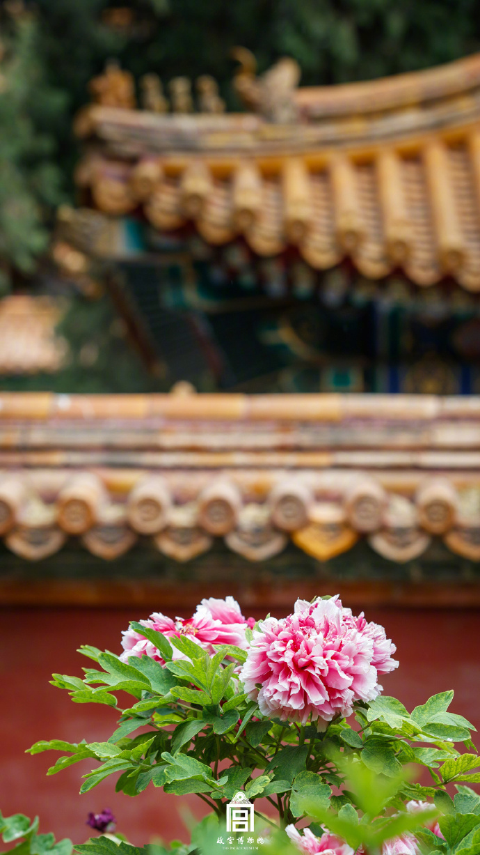 色鮮やかな花が歴史ある建物とコラボレーションする故宮　北京
