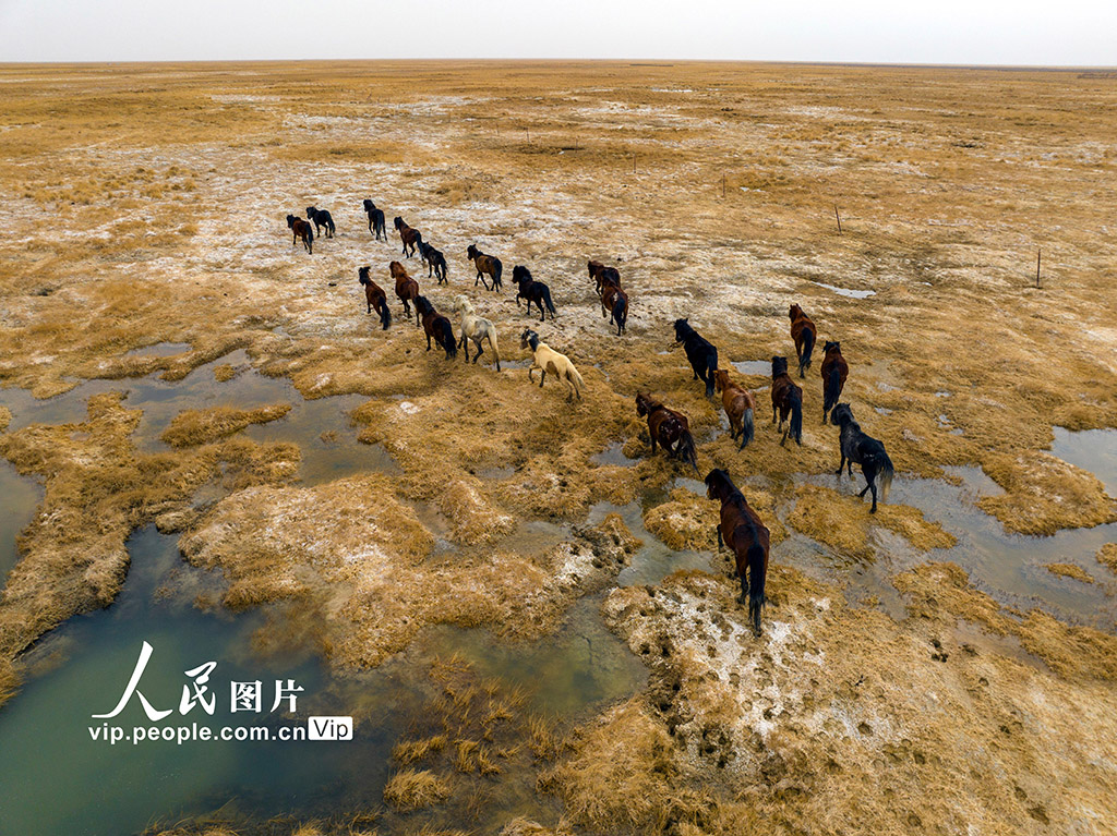 草原の生態環境保護目指し、牧場を移動する牧民たち　甘粛省阿克塞