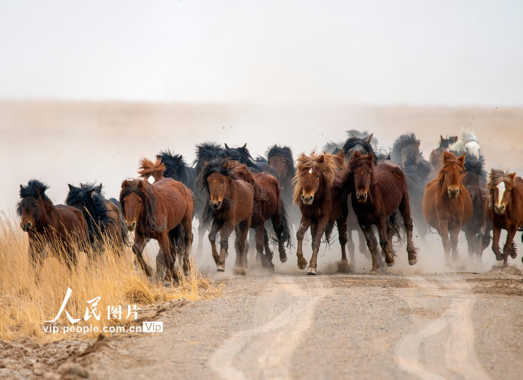 草原の生態環境保護目指し、牧場を移動する牧民たち　甘粛省阿克塞