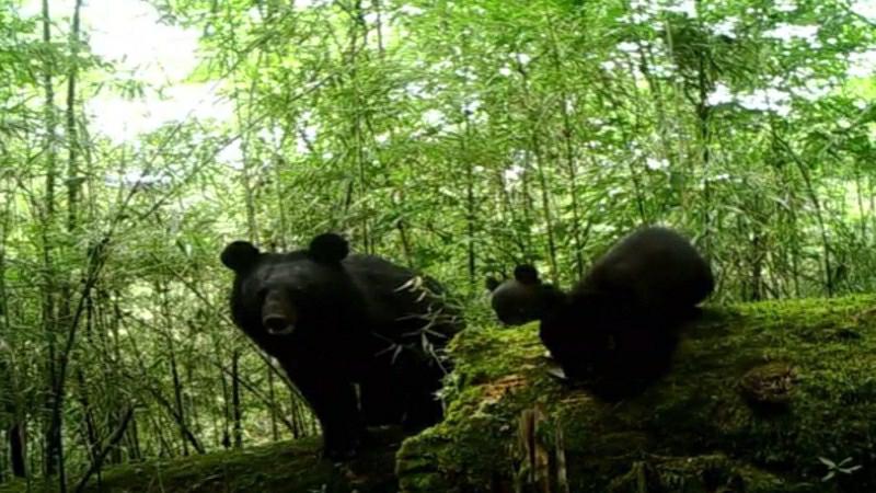 自然保護区のカメラに「出演」した野生動物たち　四川省雅安