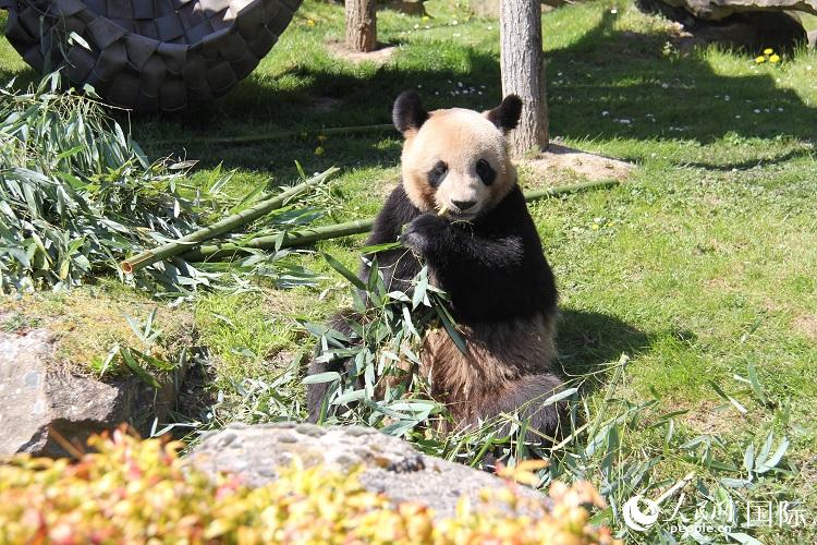 今年4月20日、竹を食べるパンダ「圓夢」（撮影・劉玲玲）。