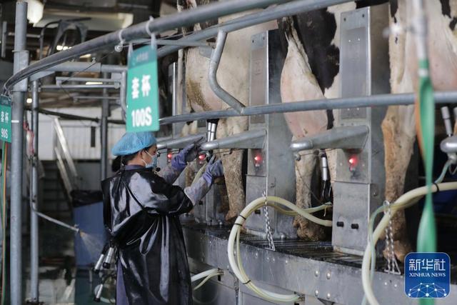 甘粛省の養牛場、「運動首輪」などAIデバイスの導入で効率が向上