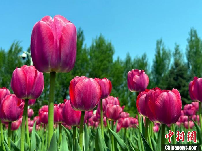 40数万本のチューリップが咲き誇る吉林省の長春公園