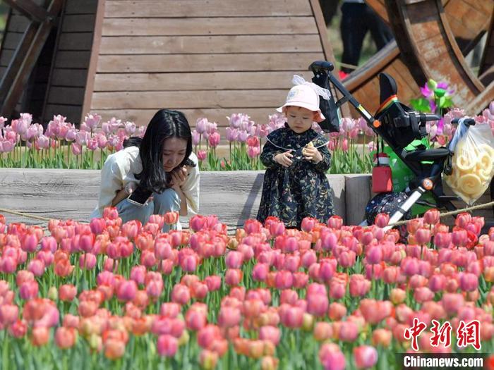 40数万本のチューリップが咲き誇る吉林省の長春公園