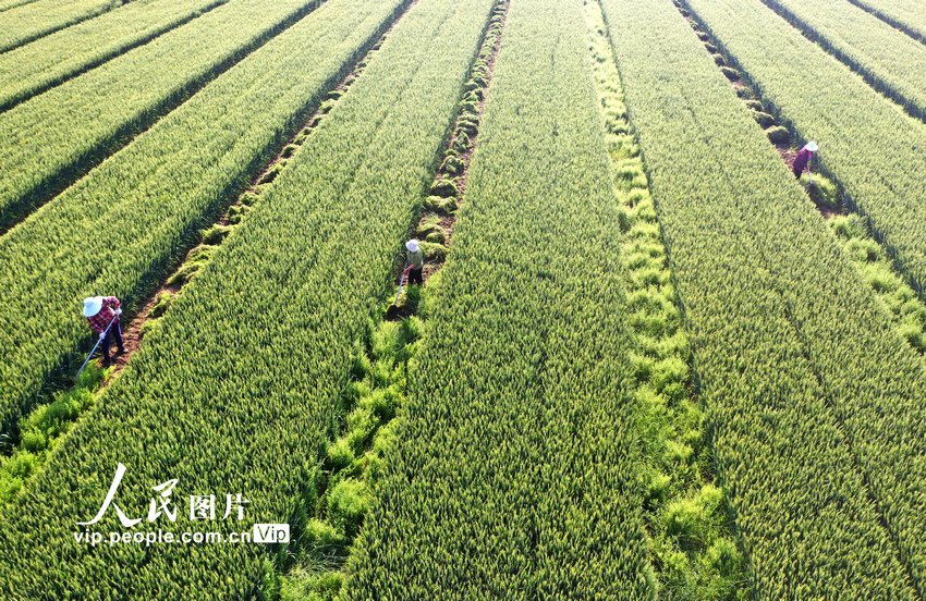 初夏の安徽省で農作業に励む人々