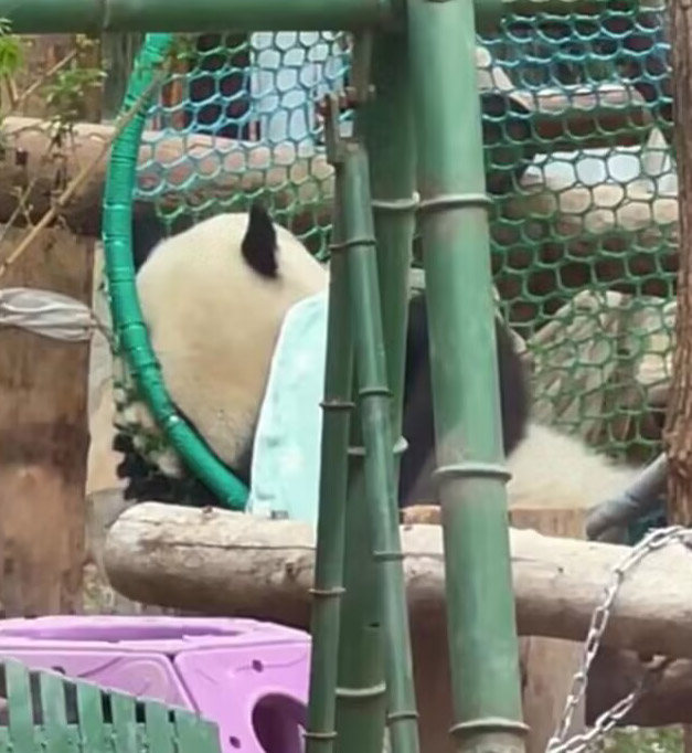 タオルを肩にかけた様子が妙にしっくり？　　北京動物園のパンダ・萌蘭