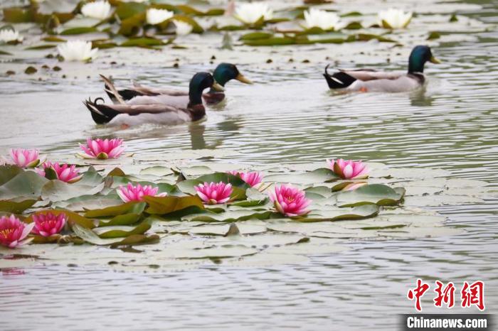 スイレンが花開き、美しい景色が広がる南京鐘山景勝地にある燕雀湖（撮影・泱波）。
