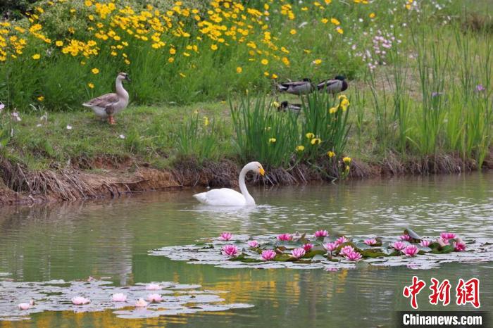 モネの絵画を見るようなスイレンの花咲く燕雀湖　江蘇省
