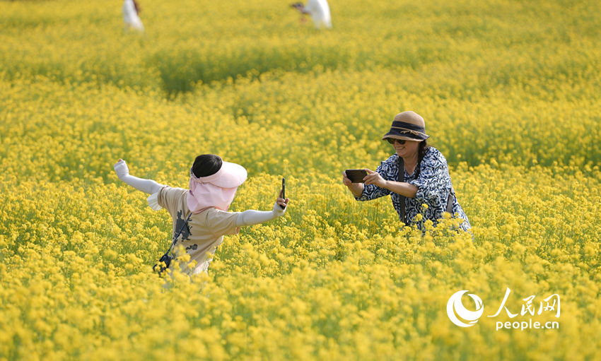 菜の花に囲まれて記念撮影楽しむ人々　北京