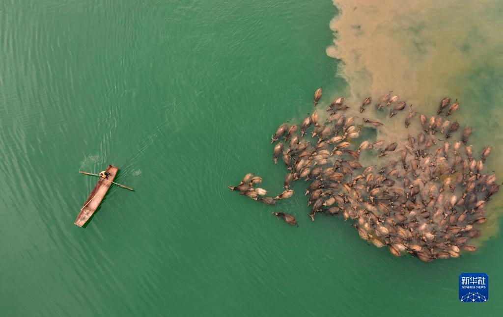 牛の群れが川を渡る「百牛渡江」の景観　四川省蓬安