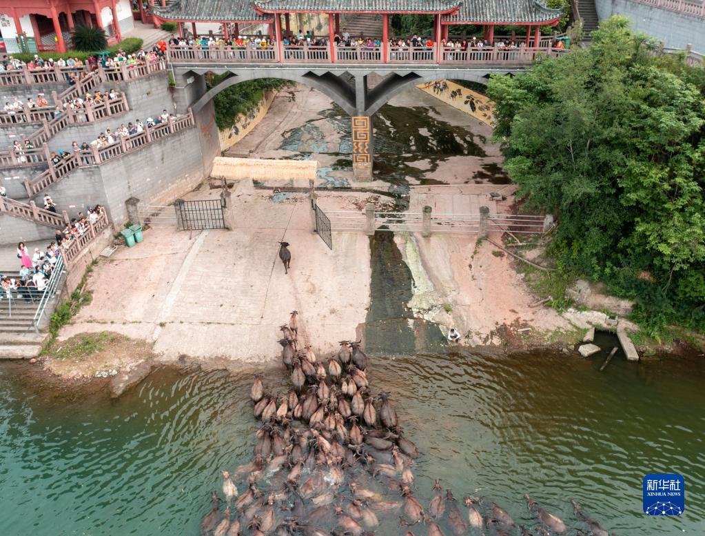 牛の群れが川を渡る「百牛渡江」の景観　四川省蓬安