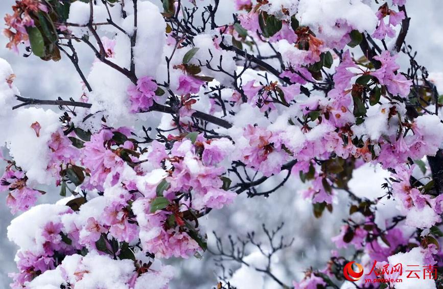 初夏を迎えている雲南に雪、彩り鮮やかな花と見事なコントラスト