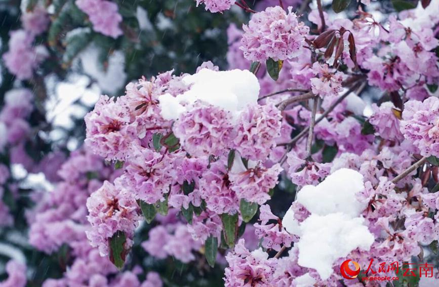 初夏を迎えている雲南に雪、彩り鮮やかな花と見事なコントラスト