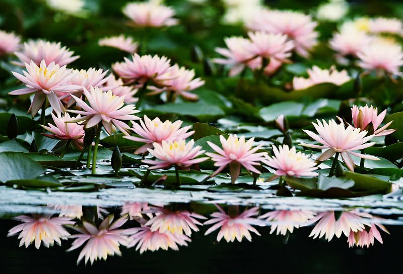 5月21日、杭州西湖景勝地で、満開を迎えたスイレンの花（写真著作権はCFP視覚中国が所有のため転載禁止）。