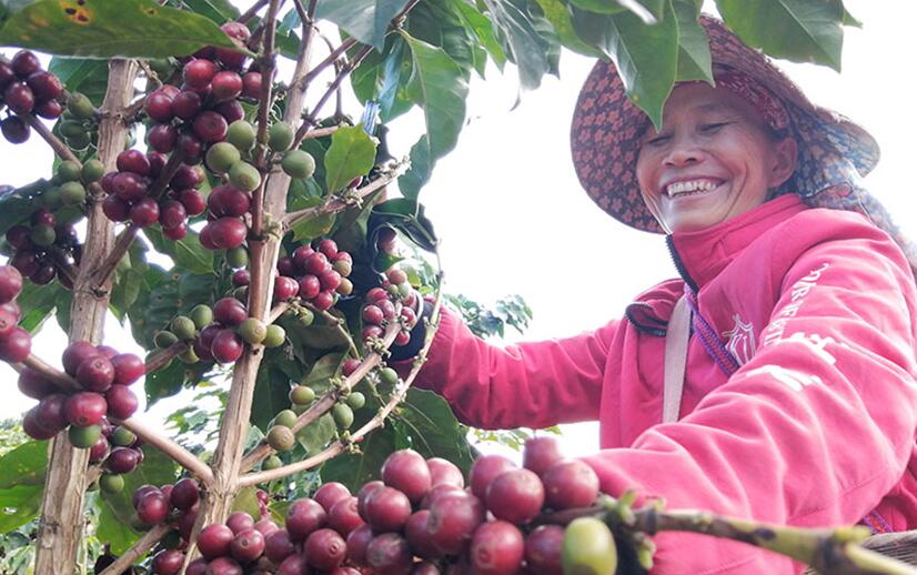 コーヒー農家が成熟したカカオ豆を収穫する様子。（撮影・岩三卡）