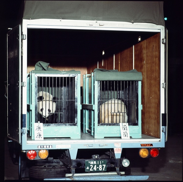 1972年10月28日、上野動物園にやって来たパンダの「康康(カンカン)」と「蘭蘭(ランラン)」（写真提供・公益財団法人東京動物園協会）。