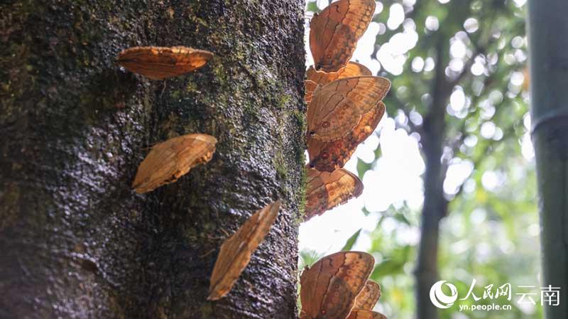 約1億羽の蝶が一斉に羽化し、壮観なシーン広がる雲南省金平