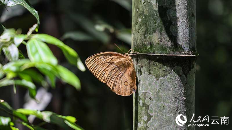 約1億羽の蝶が一斉に羽化し、壮観なシーン広がる雲南省金平