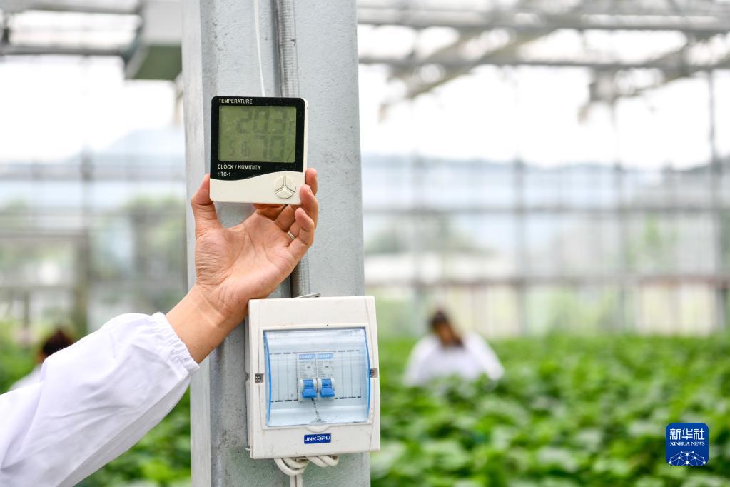農民の所得増に寄与する「デジタル農業」　貴州省