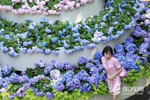 上海の公園に設置された「アジサイケーキ」が話題に