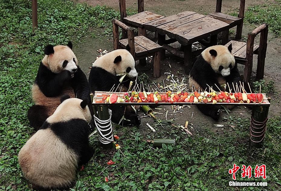 重慶動物園で、6月1日「国際子供の日」を祝うバーベキューを味わうパンダ（写真提供・重慶動物園）。
