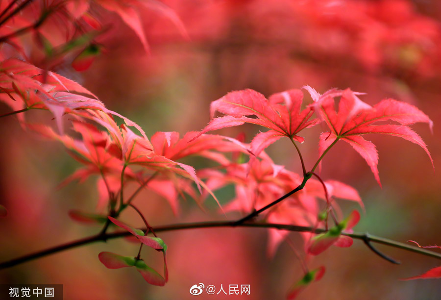 初夏に赤く色づく紅楓　江蘇省