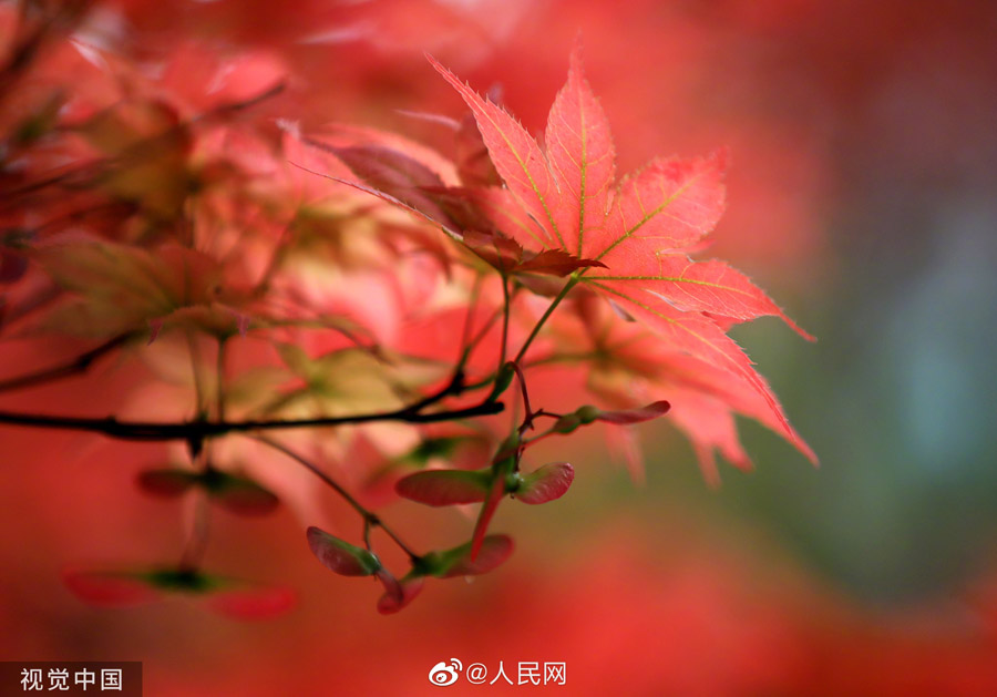 初夏に赤く色づく紅楓　江蘇省