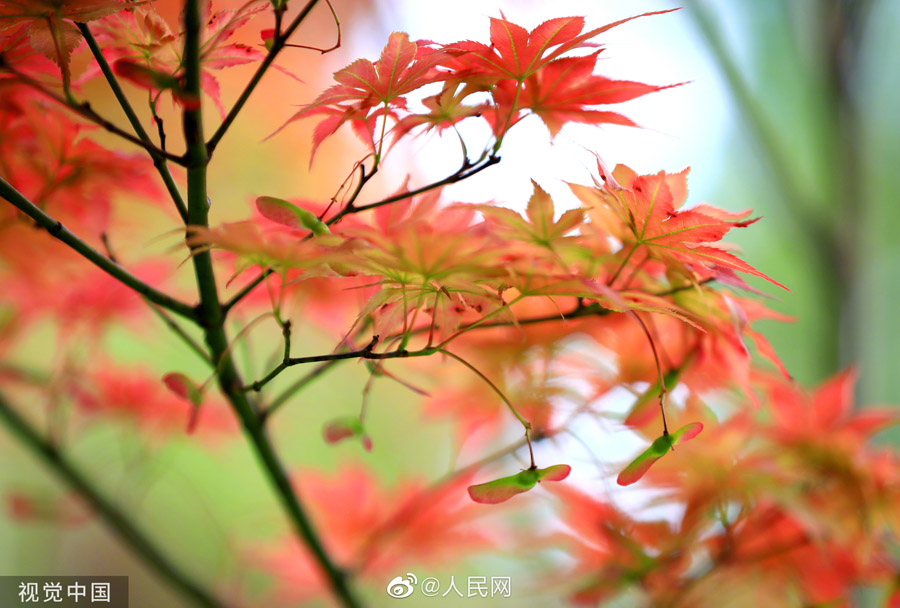 初夏に赤く色づく紅楓　江蘇省