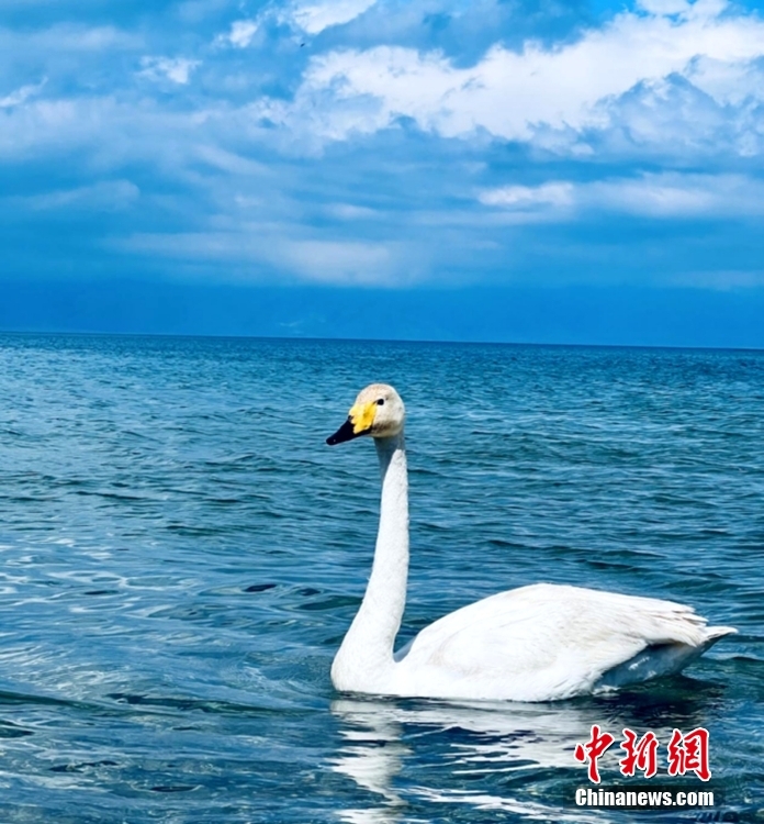 青く輝く美しい賽里木湖の夏景色　新疆