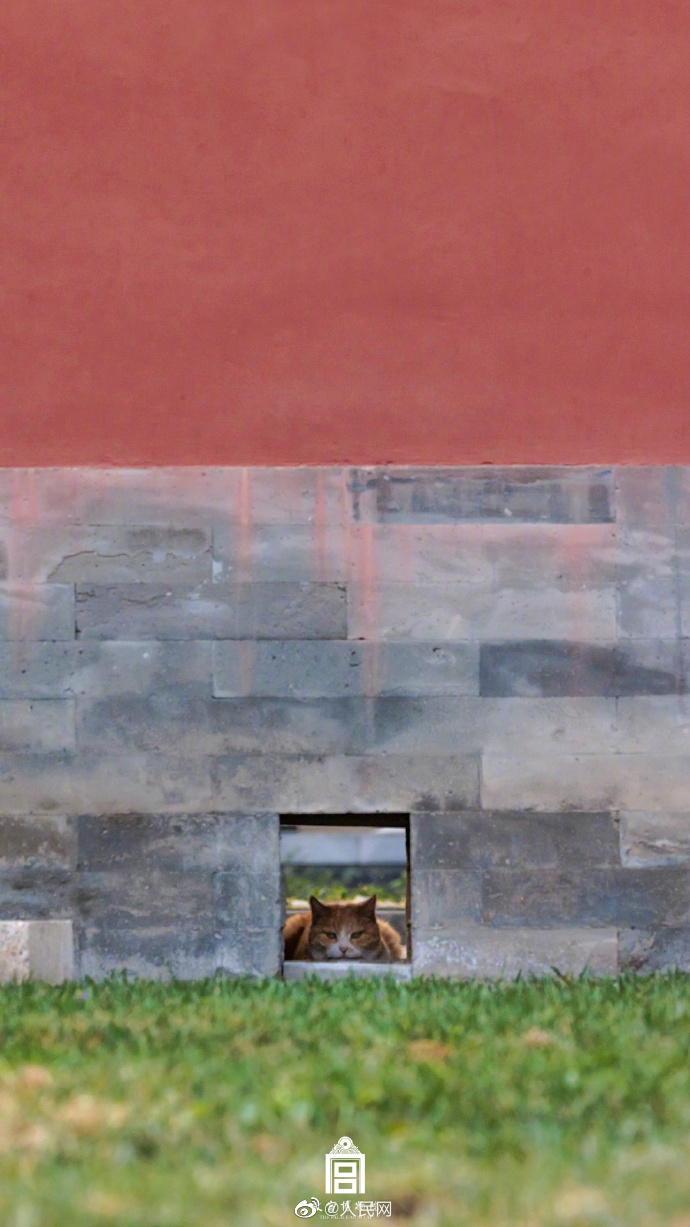 故宮で猫がかくれんぼ　北京