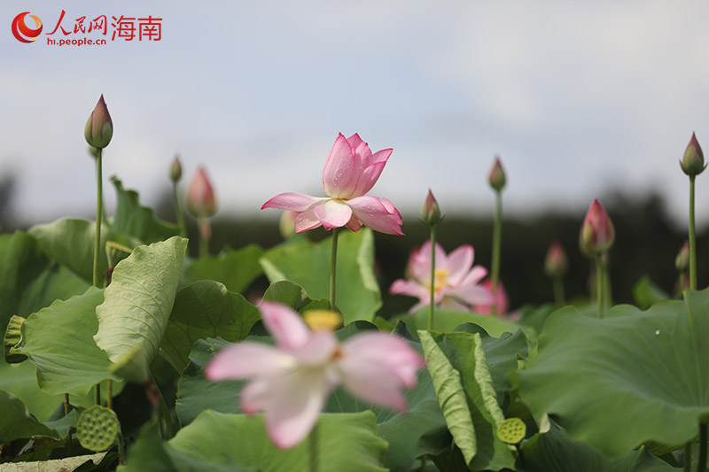 ハスが開花し、本格的に夏が到来している海南省文昌