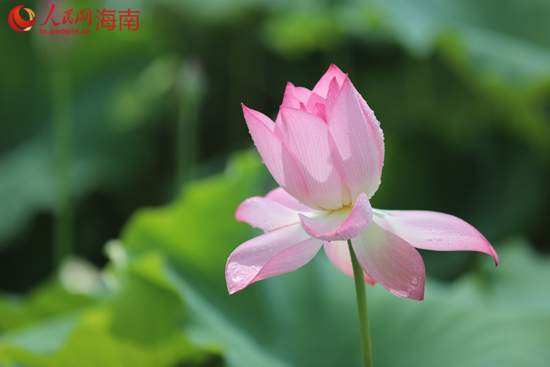 ハスが開花し、本格的に夏が到来している海南省文昌