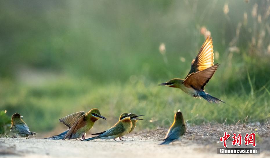 繁殖期を迎えた「中国で最も美しい鳥」　海南省澄邁