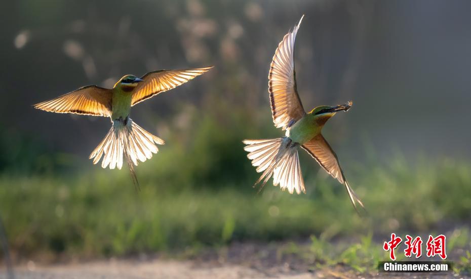 繁殖期を迎えた「中国で最も美しい鳥」　海南省澄邁
