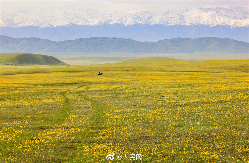 高原を一面の黄色に染めたキンレンカ　新疆