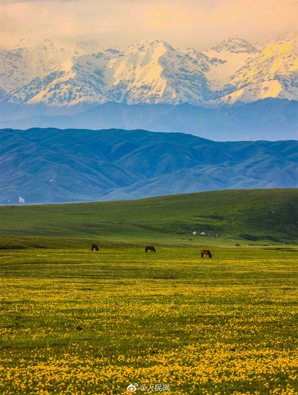 高原を一面の黄色に染めたキンレンカ　新疆