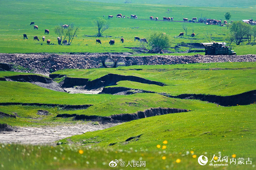 一面の鮮やかな緑広がる呼倫貝爾草原　内蒙古