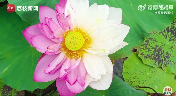 花びらが白とピンクの十字模様？珍しいハスの花咲く　雲南省