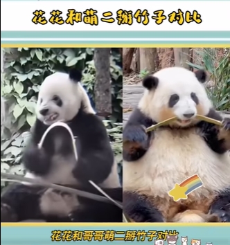 パンダの竹割りスタイル比較！