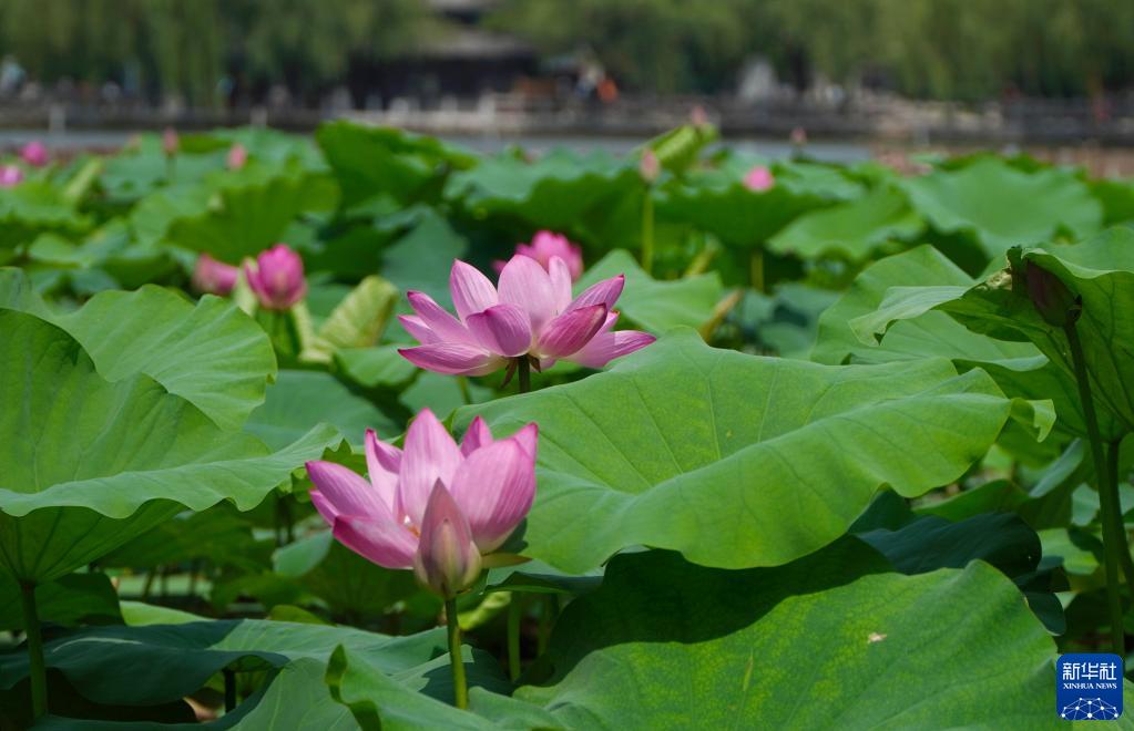 夏が到来した大明湖でハスの花が満開に　山東省済南