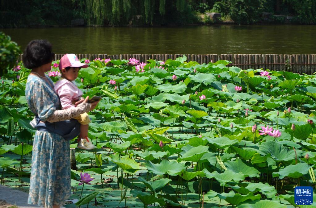 夏が到来した大明湖でハスの花が満開に　山東省済南