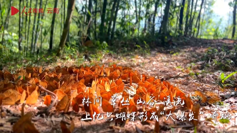 1億羽以上のチョウが一斉に羽化するシーズン迎えた雲南省金平県