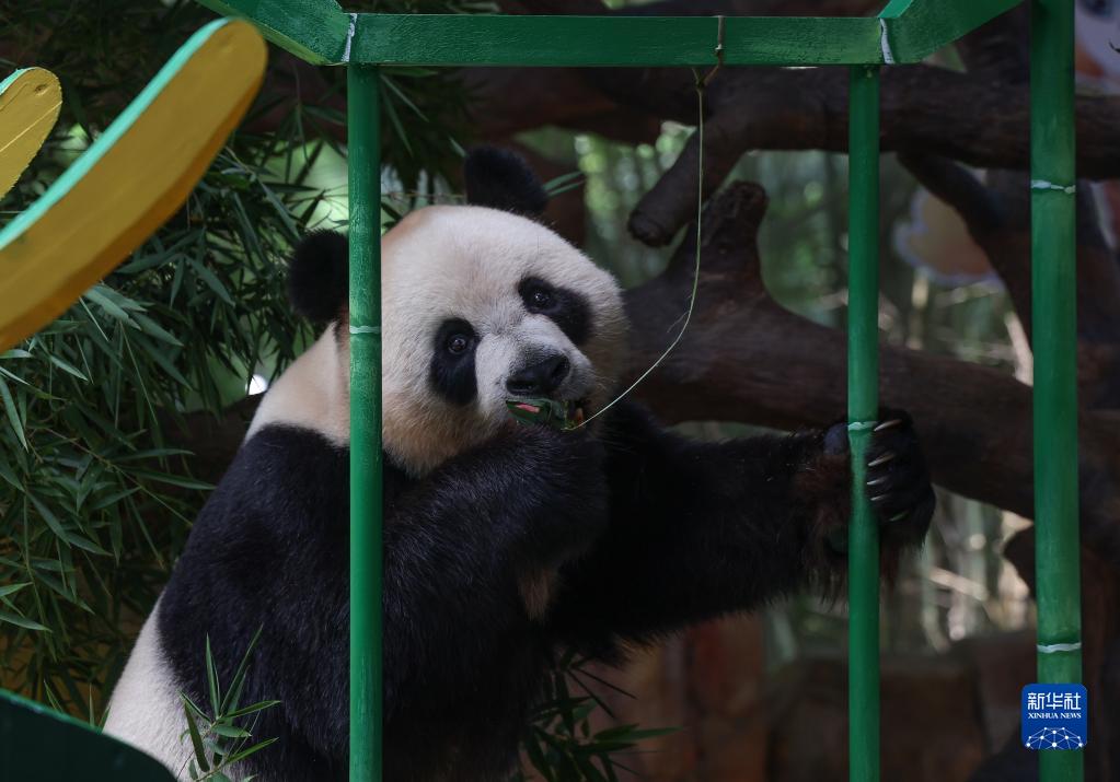 長隆野生動物世界のパンダも端午節の文化を「体験」　広東省広州