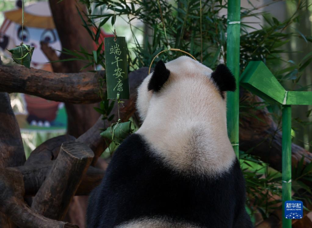 長隆野生動物世界のパンダも端午節の文化を「体験」　広東省広州