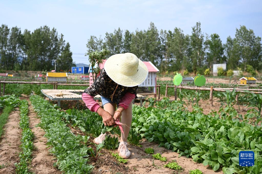 農村振興の新たなスタイル「シェア農場」　河北省隆化