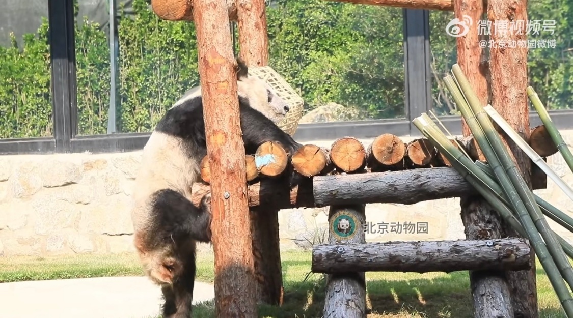 北京動物園が新しい玩具で遊ぶパンダ「丫丫」の最新動画を公開