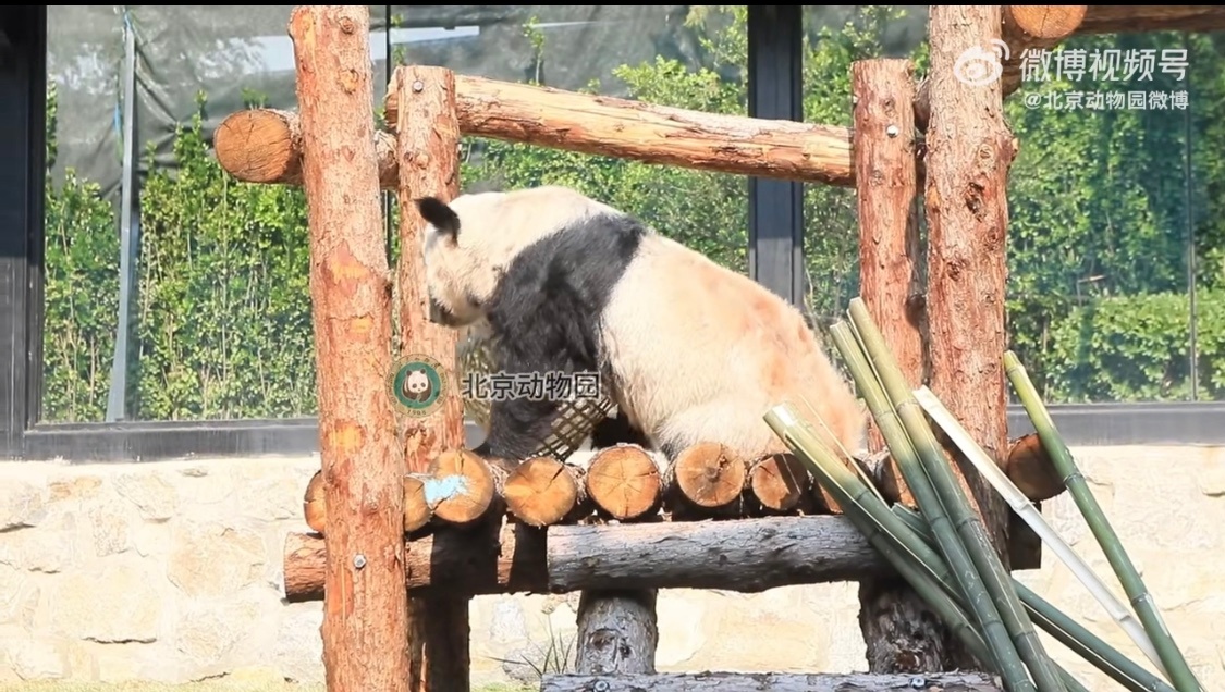 北京動物園が新しい玩具で遊ぶパンダ「丫丫」の最新動画を公開