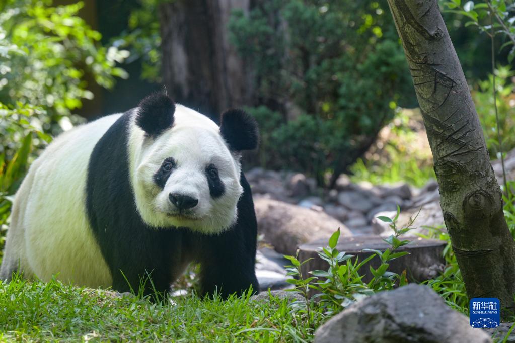  7月1日、メキシコの首都メキシコシティにあるチャプルテペック動物園で撮影されたパンダの「欣欣」（撮影・辛悦衛）。