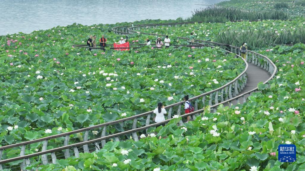四川省遂寧市聖蓮島で、ハスの花を鑑賞する観光客 (7月1日撮影・劉昌松）。