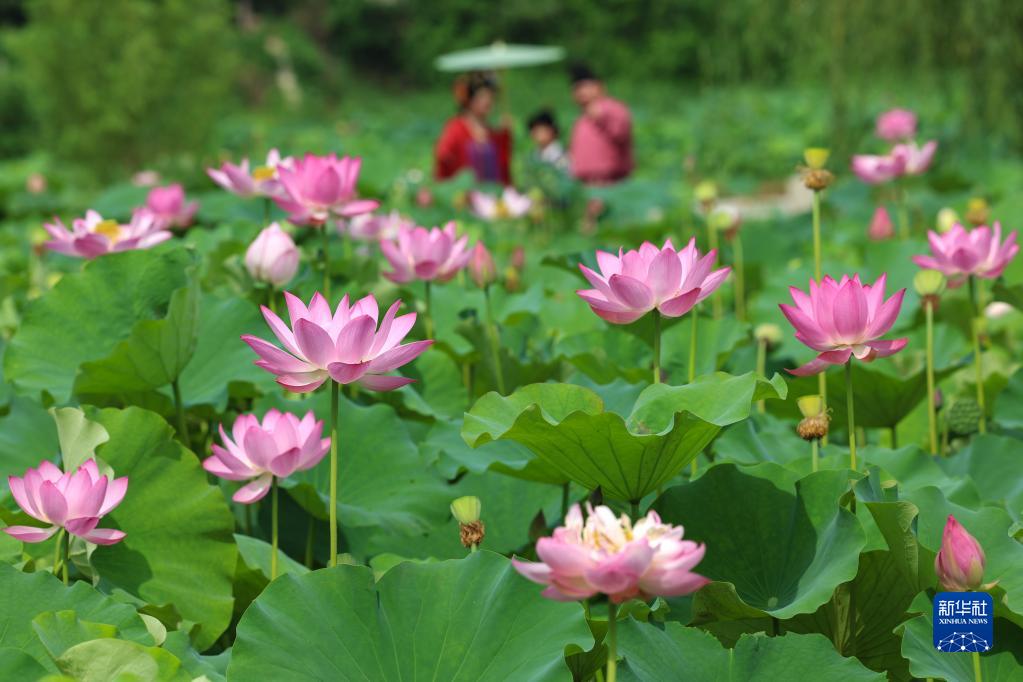 盛夏到来　美しく咲くハスの花